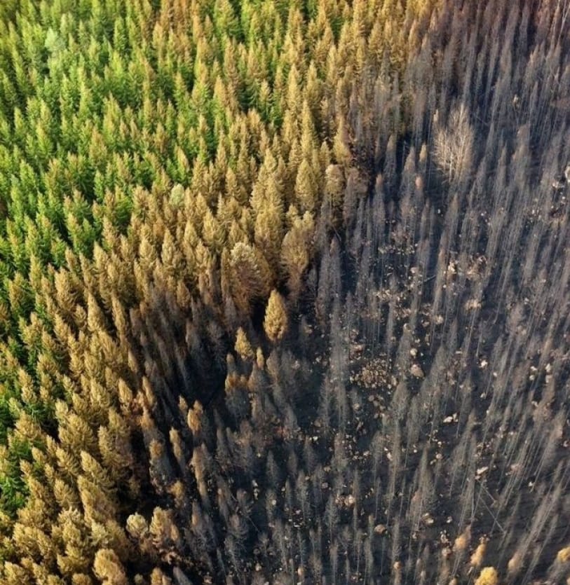 Aerial photograph of a forrest
